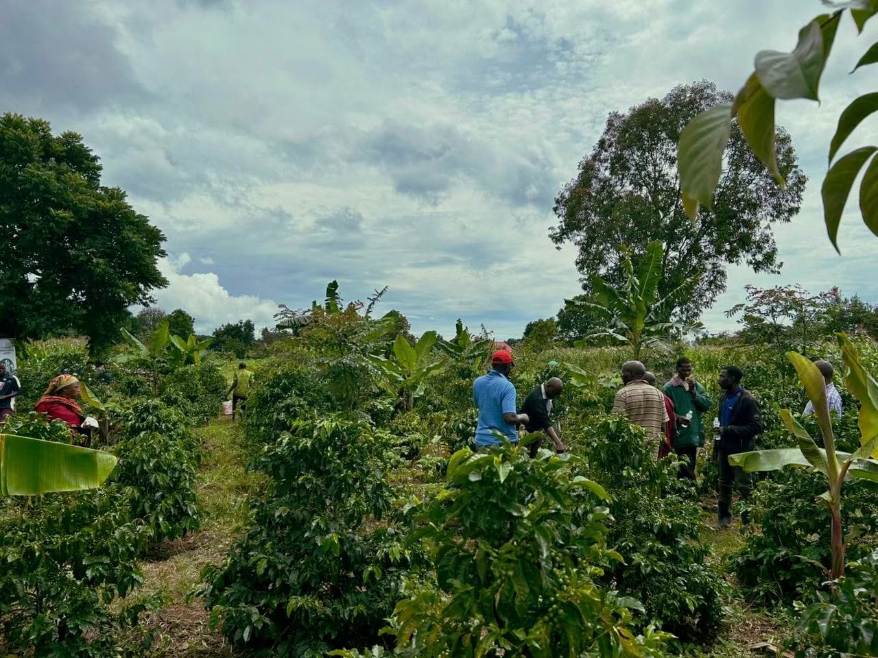 Cafe Collective Interior